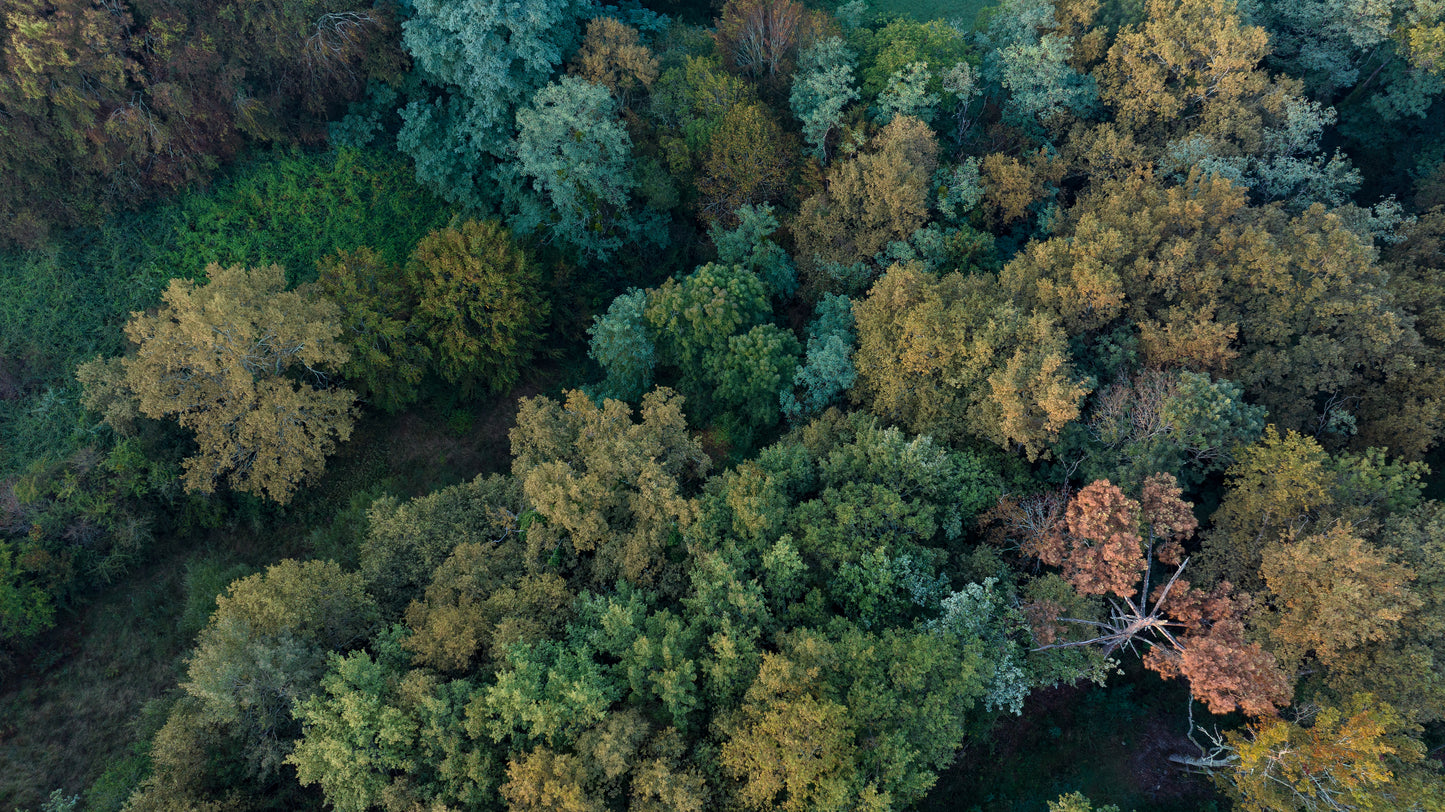 Luftaufnahme einiger Bäume im Herbst auf Chateau LaSuite aux Conseillans in Bordeaux